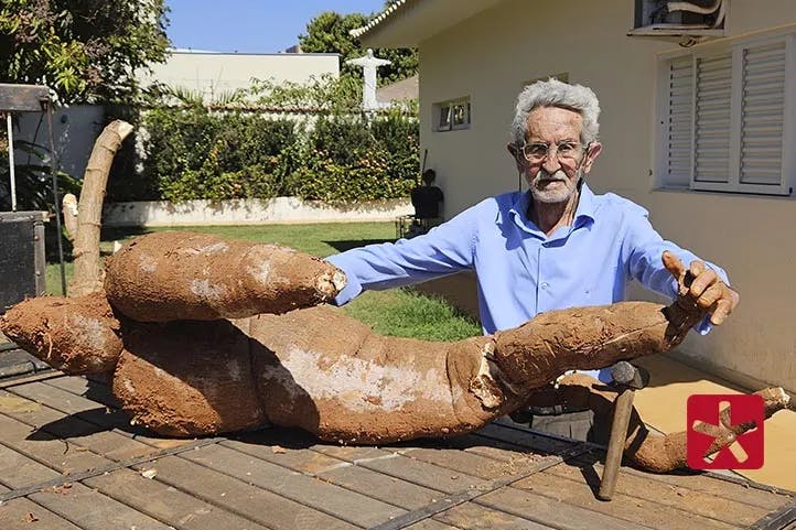 Morador de Patos de Minas colhe mandioca gigante de 50 kg 