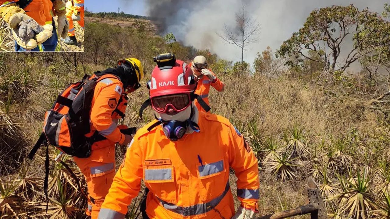 Pássaro é resgatado em meio a queimada que destruiu 200 hectares