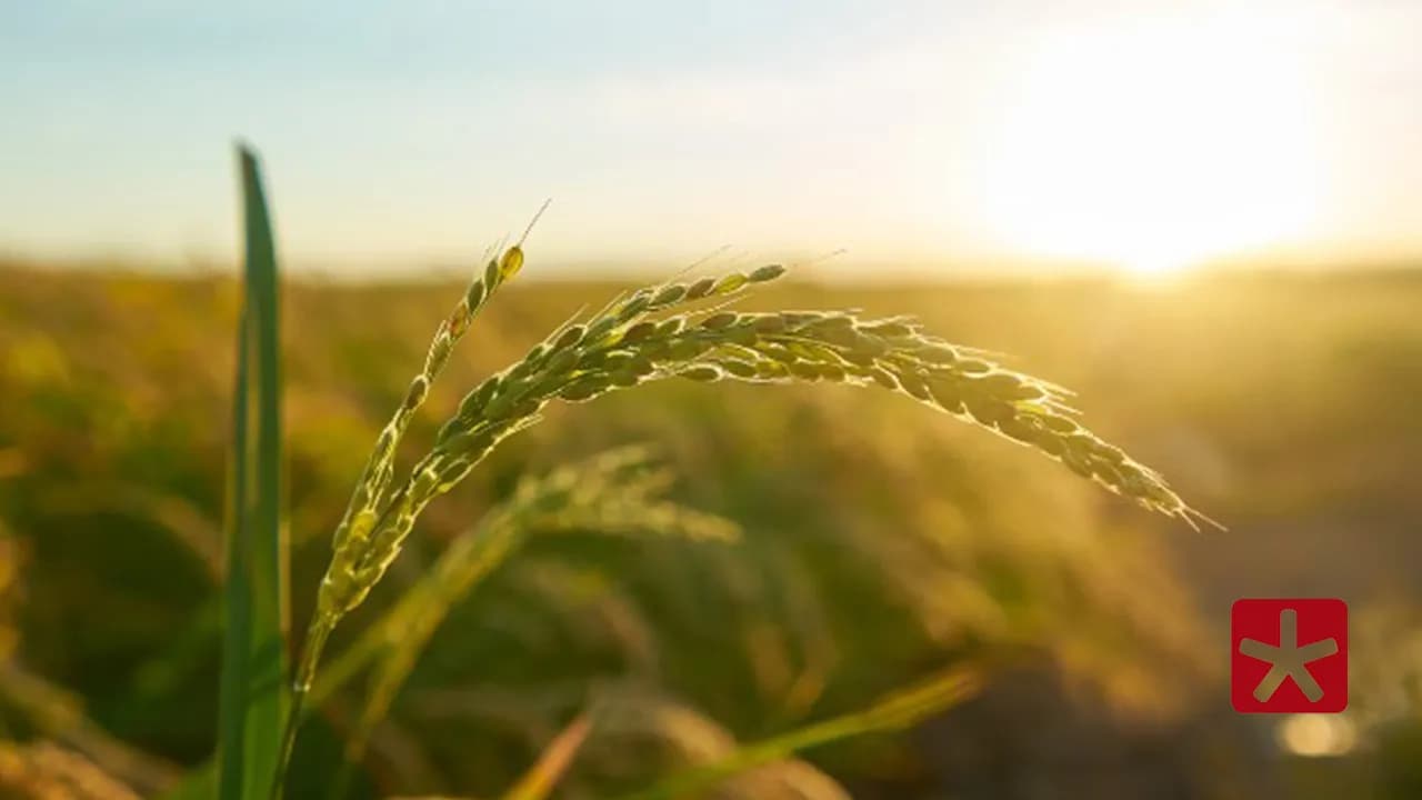 Patos de Minas não apare em lista das cidades mais ricas no agronegócio nacional