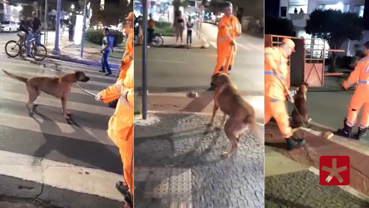 Bombeiros capturam cachorro que atacou jovem no Centro de Patos de Minas