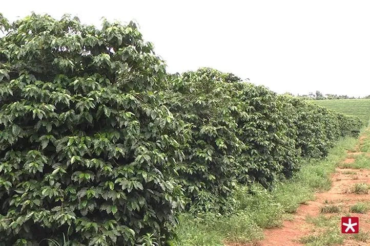 cultivo de café