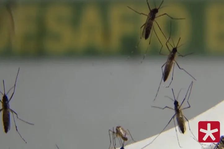 mosquito da dengue em um recipiente de vidro