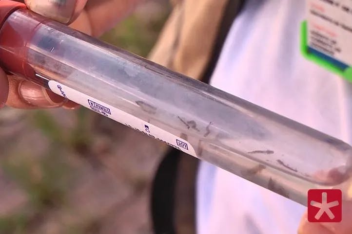 larvas do mosquito da dengue armazenadas em um tubo plástico transparente