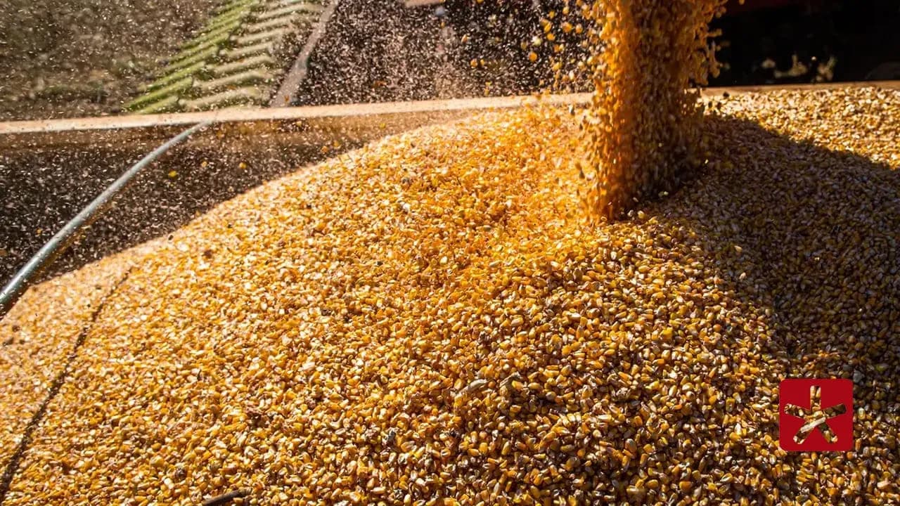 Minas Gerais ocupa a sexta posição como maior produtor nacional de grãos no país