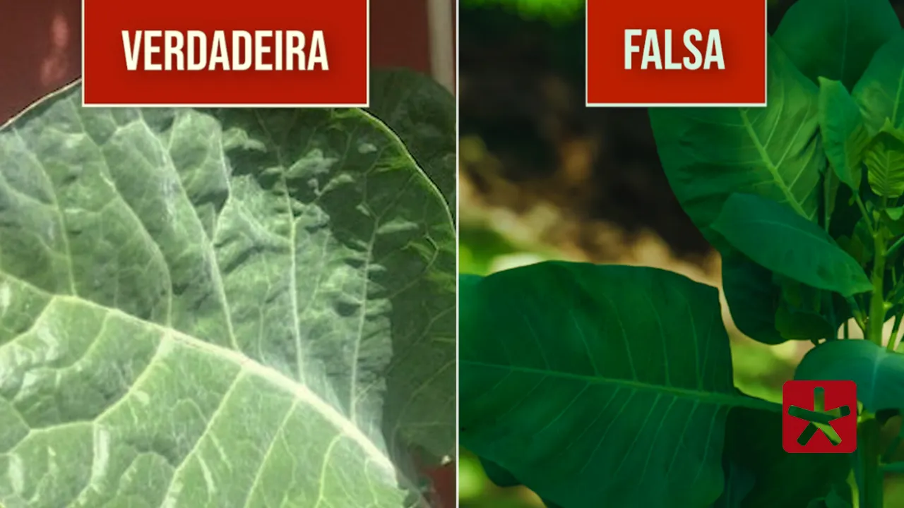 Planta contém anabasina, capaz de causar paralisia muscular, respiratória e até a morte